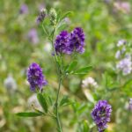 farmacie-gt-capelli-unghie-ciglia-donna-integratore-alimentare-2