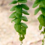 farmacie-gt-depurativo-integratore-alimentare-1