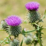 farmacie-gt-depurativo-integratore-alimentare-2