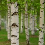 farmacie-gt-drenante-integratore-alimentare-1