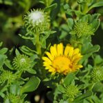 farmacie-gt-fluid-sciroppo-integratorealimentare-gusto-lampone-1