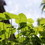 farmacie-gt-microcircolo- integratore-alimentare-1