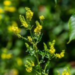 farmacie-gt-microcircolo- integratore-alimentare-2