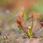 farmacie-gt-nac-fluid-integratore-alimentare-1