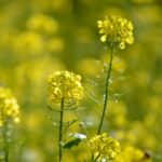 farmacie-gt-tosse-stop-compresse-orosolubili-integratore-alimentare-1